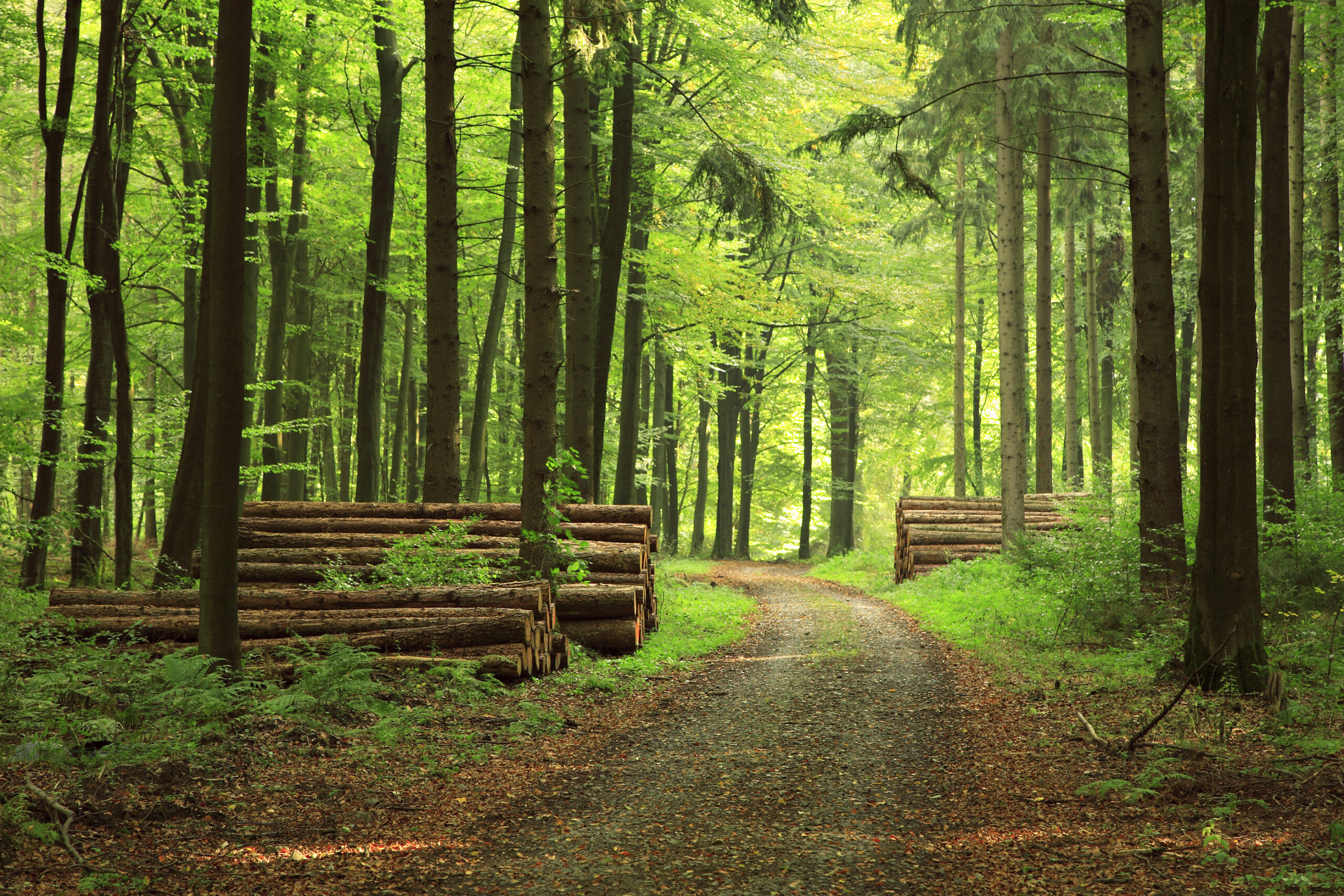 Forestry & National Resources